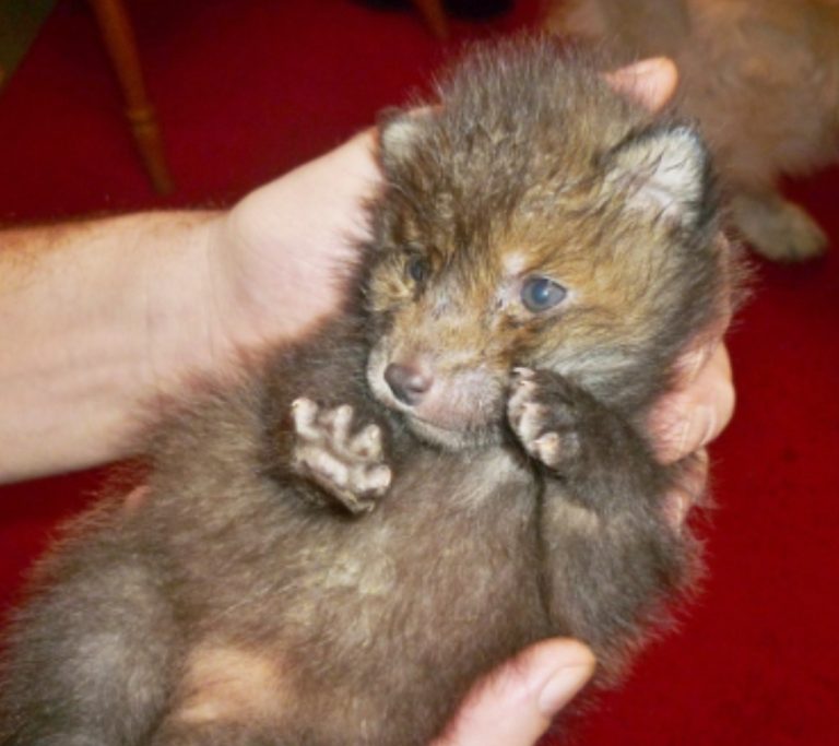 Bessie the fox cub"