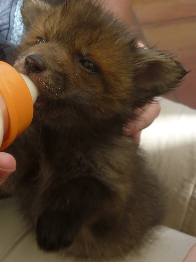 Fox cub being fed"