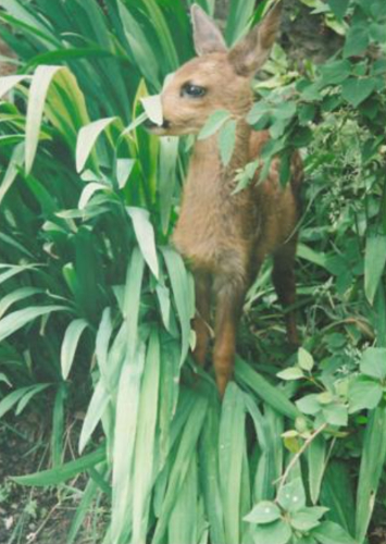 Fern the roe deer fawn"