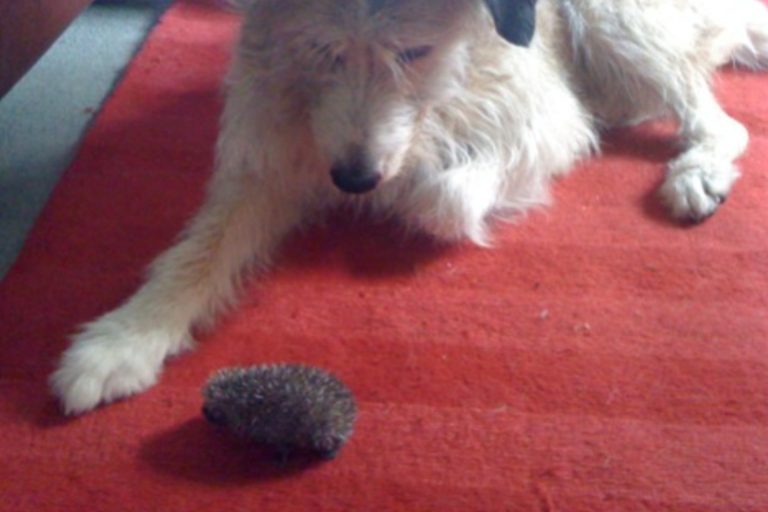 Harry the dog and a hoglet"