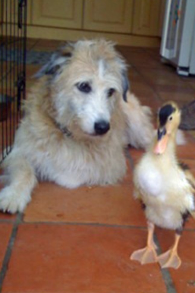 Harry the dog and Donald the duck"