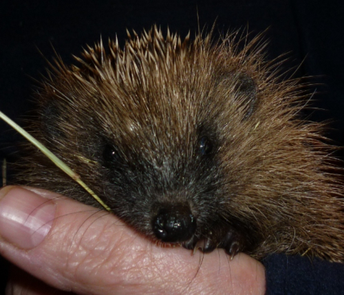 Norman the hedgehog"