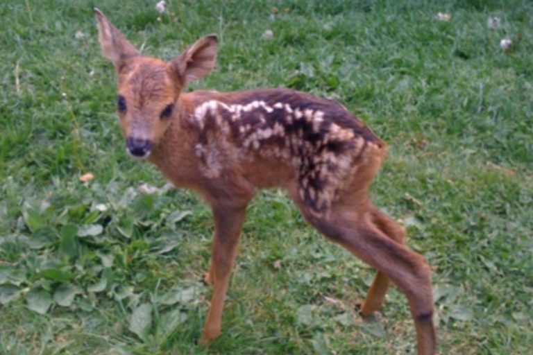Roe deer fawn"