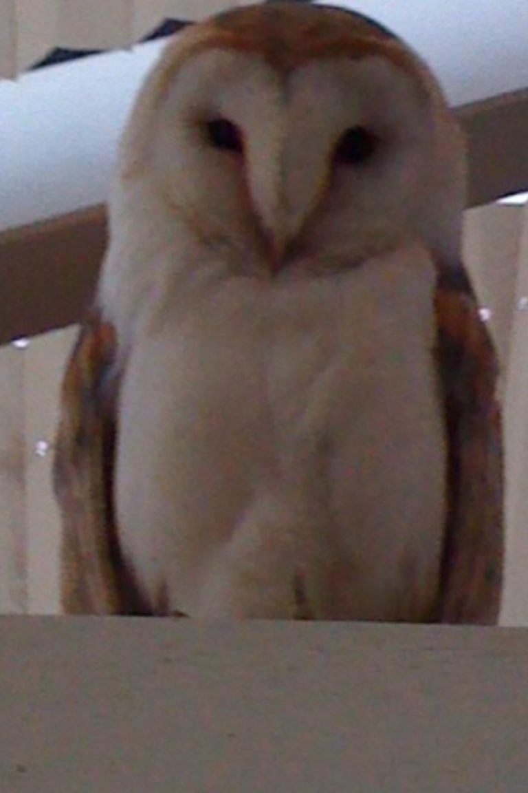 Ozzie the Barn Owl"