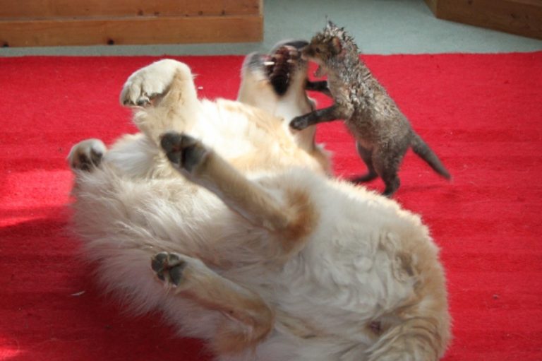 Saba the dog and  fox cub"