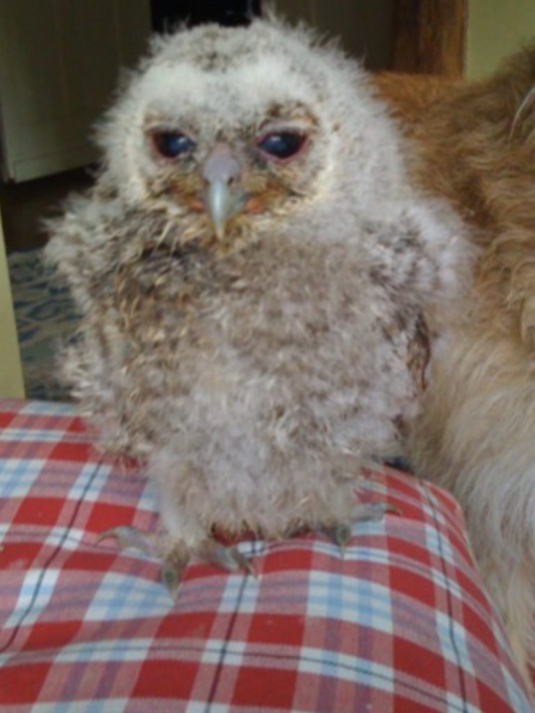 Tawny owlet"