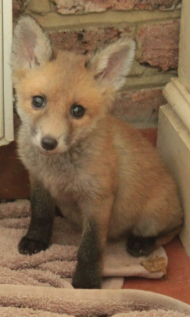 Tiny Tim the fox cub"