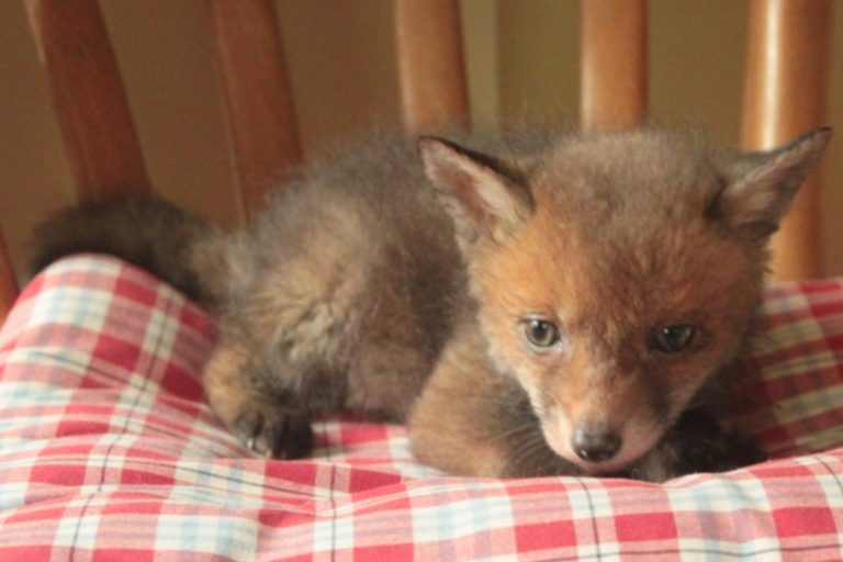 Titch the fox cub"