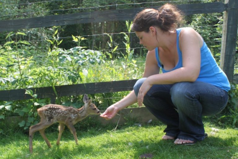 Roe deer fawn who ha"